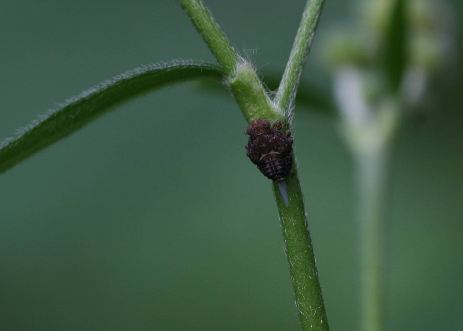 Ninfe di Issidae